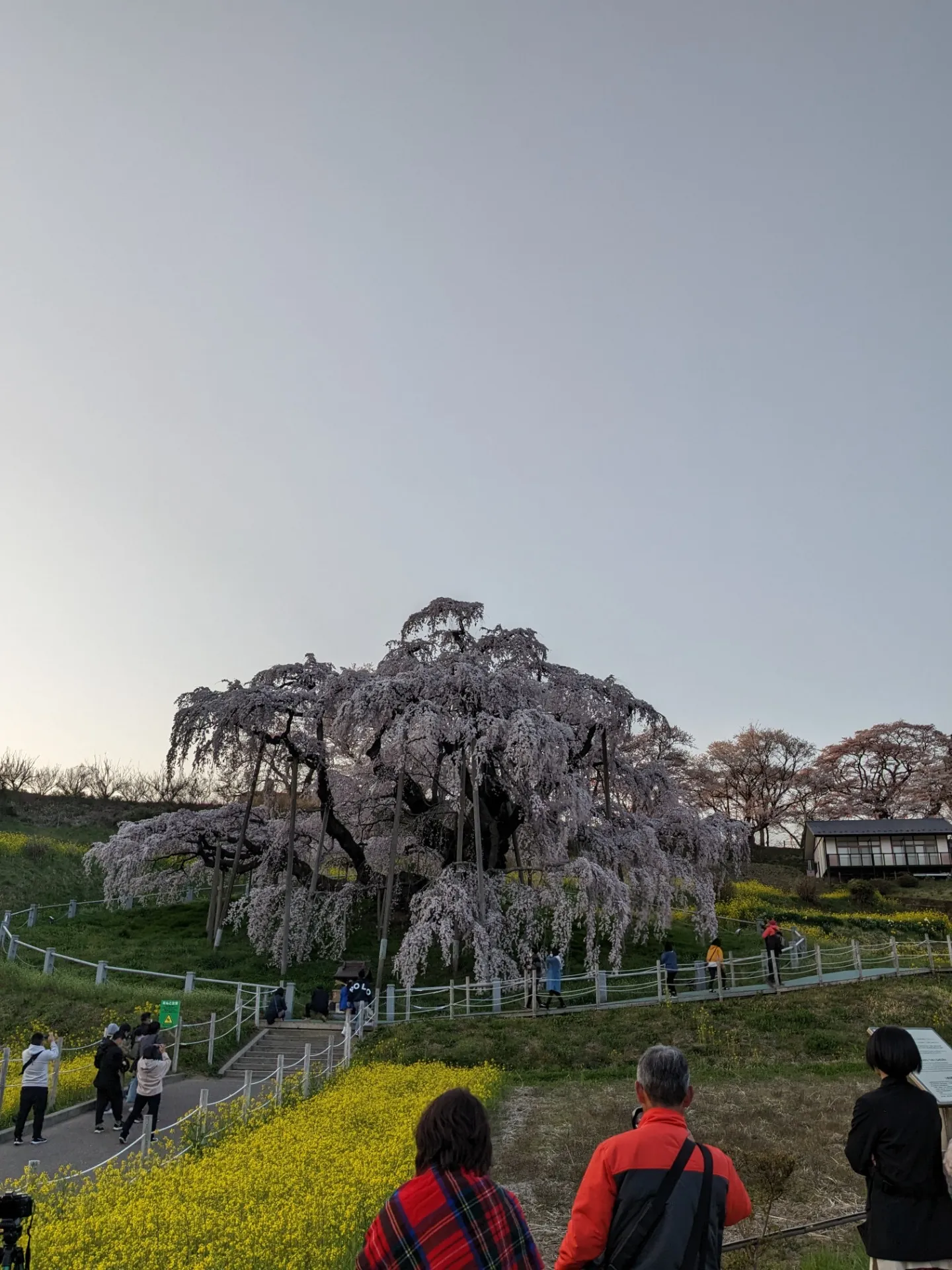 瀧桜